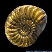 PyritizedAmmonite1